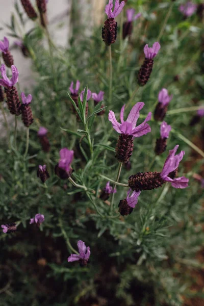 Lavandula Stoechas Também Conhecido Como Lavanda Espanhola Lavanda Francesa Lavanda — Fotografia de Stock