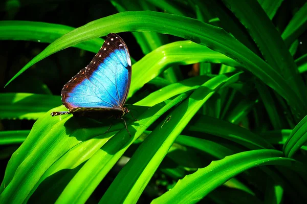 Fjärilar Vackra Växter Medan Kvardröjande Solskenet — Stockfoto