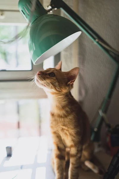 一只可爱的小猫抬头看着一盏灯的垂直特写镜头 — 图库照片