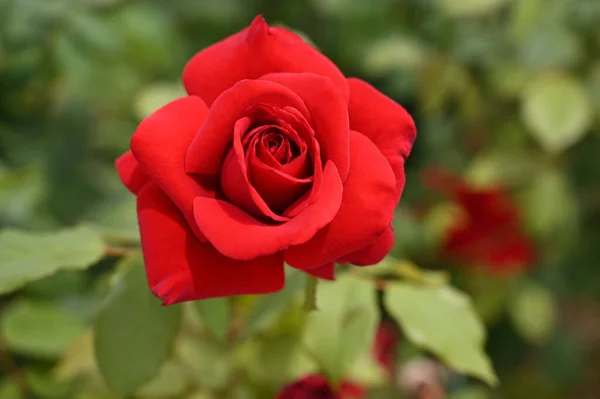 Μια Όμορφη Φωτογραφία Ενός Κόκκινου Τριαντάφυλλου Στο Φως Της Ημέρας — Φωτογραφία Αρχείου
