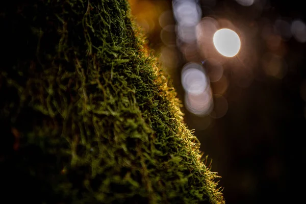 Closeup Moss Tree Bark Blurred Background — Stock Photo, Image