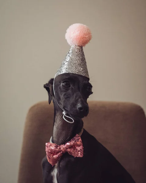 キラキラした誕生日の帽子とピンクの蝶ネクタイを持つ愛らしい黒い犬の垂直ショット — ストック写真