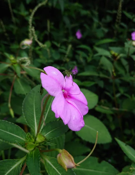Vertikal Närbild Skott Blommande Rosa Himalaya Balsam Blomma — Stockfoto