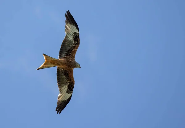 蓝天中一只大鹰在蓝天中飞翔的低角镜头 — 图库照片