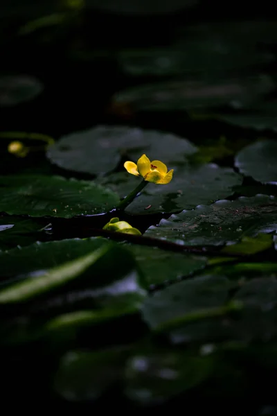 Una Hermosa Vista Vertical Almohadillas Lirio Utricularia Estanque — Foto de Stock