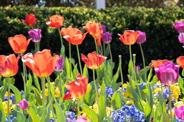 Bir tarlada çiçek açan renkli renkli lalelerin yakın plan çekimi.