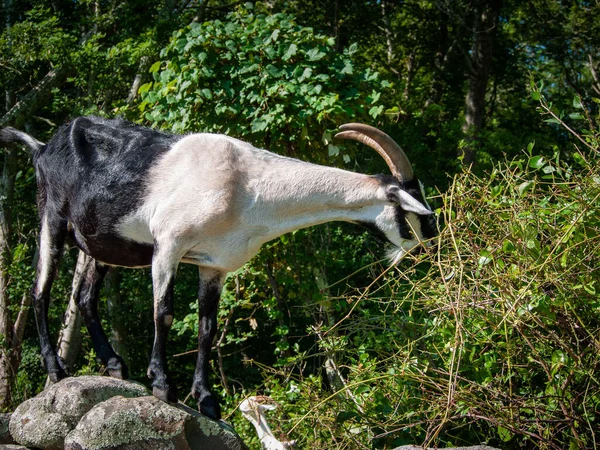 Una Cabra Blanca Negra Con Cuernos Comiendo Arbusto Rural Rhode — Foto de Stock