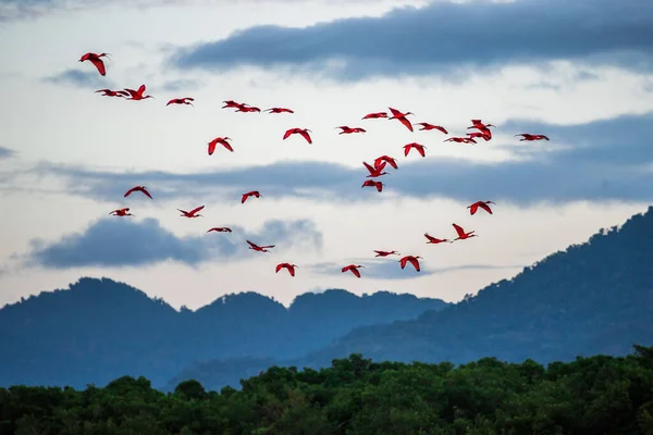 Hejno Šarlatových Ibisů Létá Nad Zeleným Lesem Pozadí Hor Oblohy — Stock fotografie