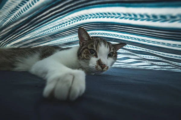 一只家猫躲在彩色毛毯下的特写镜头 — 图库照片