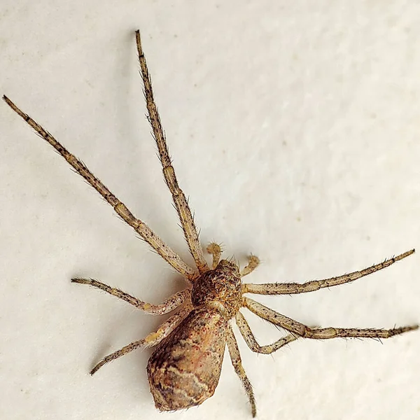 Makroaufnahme Einer Spinne Isoliert Auf Weißem Hintergrund — Stockfoto