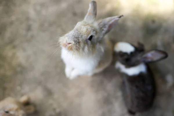 Enfoque Selectivo Conejo Adorable Mirando Hacia Arriba —  Fotos de Stock