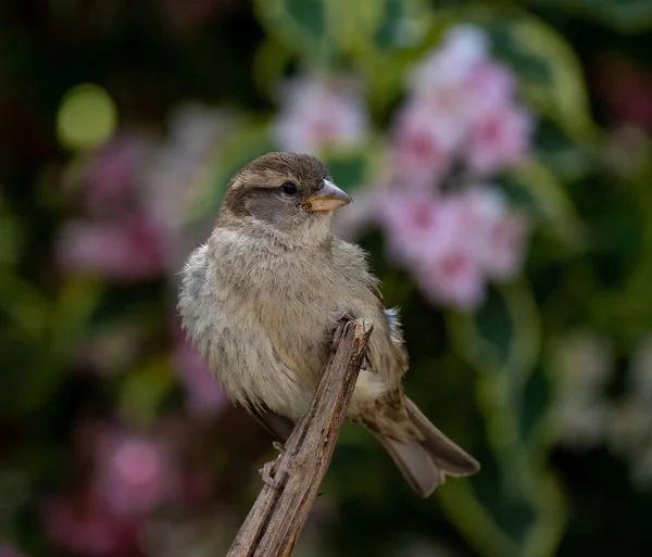 Una Macro Toma Gorrión Casa Passer Domesticus Posado Sobre Madera — Foto de Stock