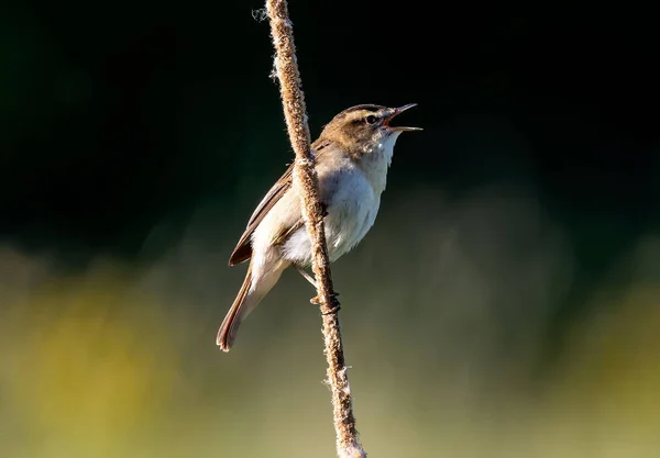 Enfoque Selectivo Pájaro Graznido Posado Una Rama — Foto de Stock