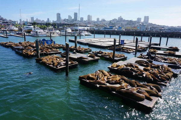 Eine Nahaufnahme Von Seelöwen Die Sich Der Seebrücke San Francisco — Stockfoto