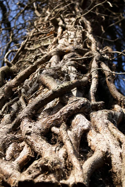 スコットランドのグラスゴーにある編組木の幹の垂直閉鎖 — ストック写真