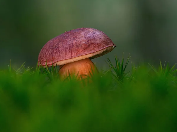 苔の中から平和を祈る湾 — ストック写真