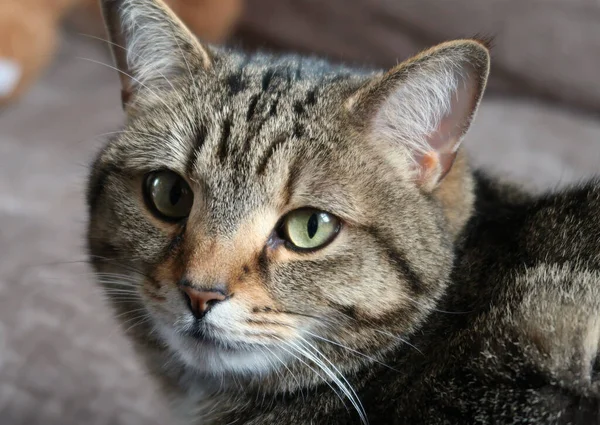 一只灰色条纹猫的特写镜头 看着摄像机 动物肖像 — 图库照片