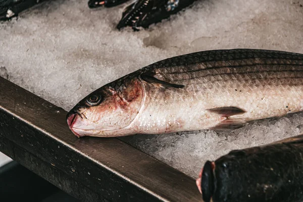 当地鱼类市场冰盘上的弗拉迪亚德灰贻贝特写镜头 — 图库照片