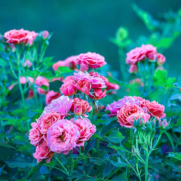 公園のピンクのバラの茂みの選択的な焦点 — ストック写真