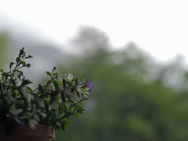 Zbliżenie Garnka Małych Białych Fioletowych Kwiatów Rozmytym Tle — Zdjęcie stockowe