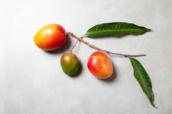 Una Vista Superior Una Rama Con Frutas Frescas Mango Aisladas —  Fotos de Stock