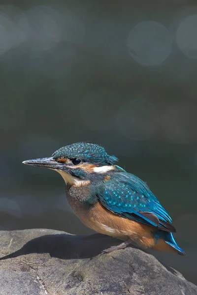 Eine Vertikale Nahaufnahme Eines Eisvogels Der Auf Einem Stein Hockt — Stockfoto