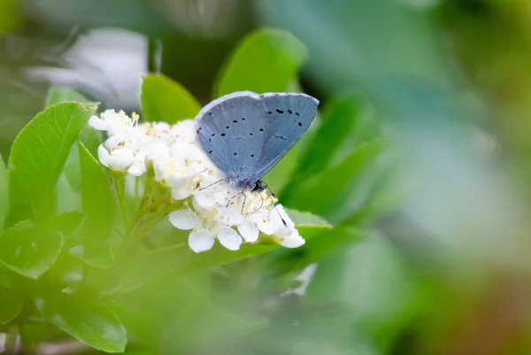 Μια Μικρή Μπλε Πεταλούδα Αναπαύεται Στην Κορυφή Ενός Λευκού Λουλουδιού — Φωτογραφία Αρχείου