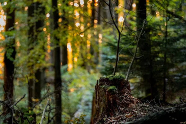 Ein Baumstamm Mont Pelerin Waadt Schweiz Zur Goldenen Stunde — Stockfoto