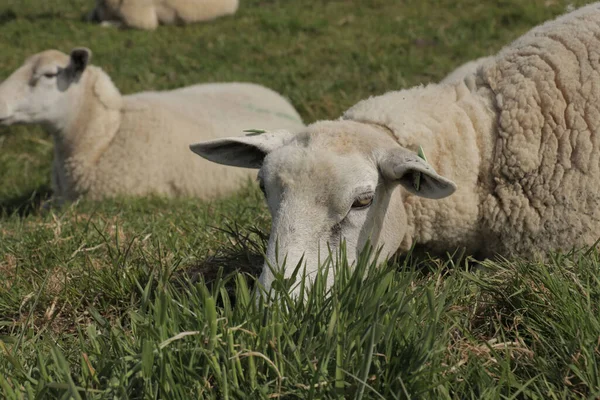 Einige Schafe Legen Sich Auf Ein Feld — Stockfoto