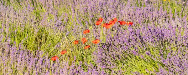 Una Amapola Campo Lavanda Provenza Paisaje Colorido Primavera —  Fotos de Stock