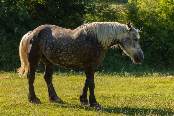 Thoroughbred Dappled Horse Standing Field Provence — Stock Photo, Image