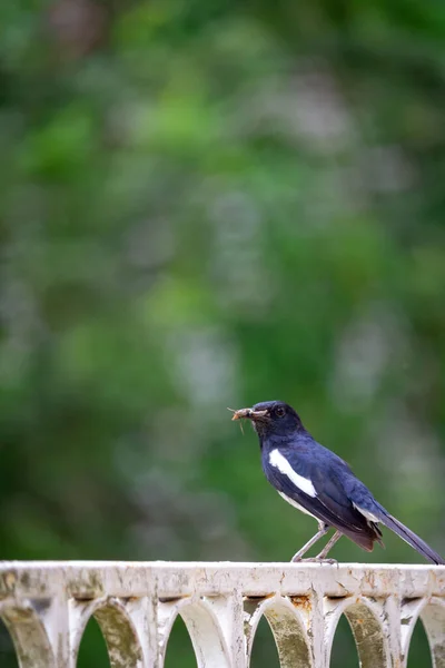 Tiro Vertical Pássaro Magpie Sentado Uma Cerca Metálica Segurando Verme — Fotografia de Stock