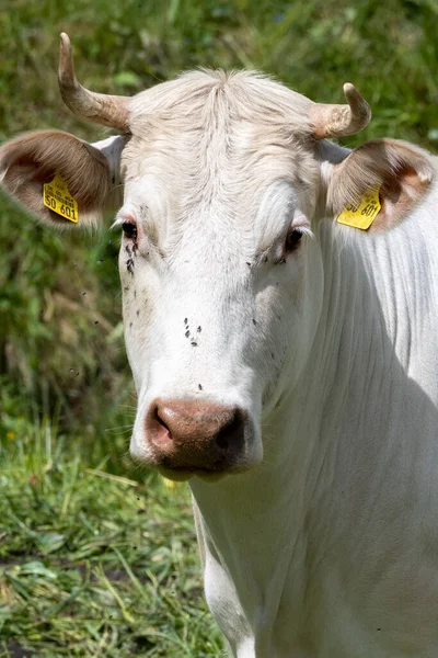 Tiro Vertical Uma Vaca Branca Uma Área Rural Tempo Ensolarado — Fotografia de Stock