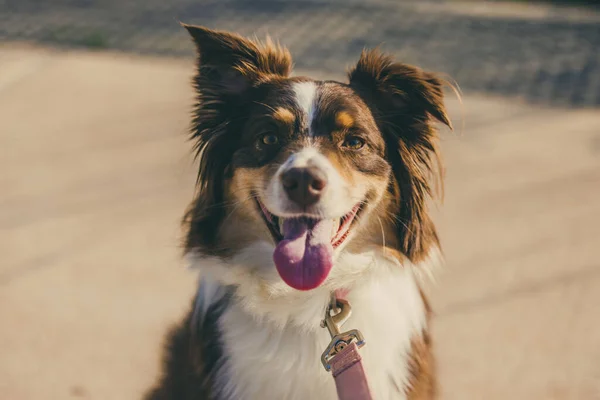 Primer Plano Adorable Perro Pastor Australiano Con Lengua Extendida — Foto de Stock