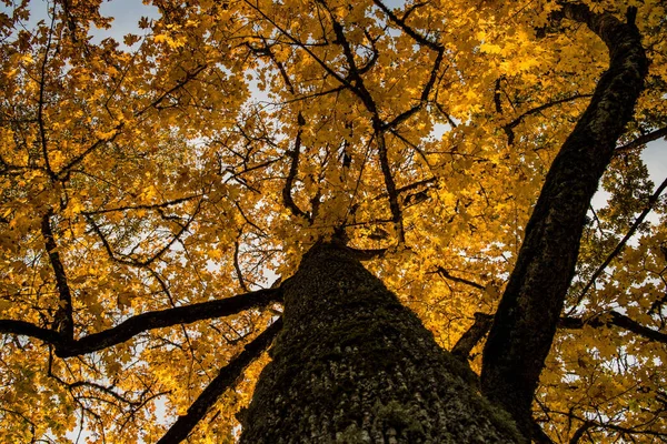 Ein Niedriger Blickwinkel Auf Einen Großen Baum Mit Herbstblättern Wald — Stockfoto