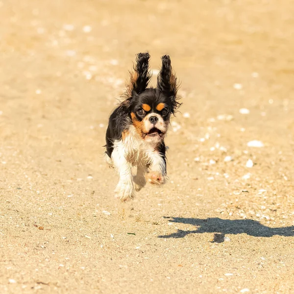 チャールズ王犬のキャバリエビーチを走る可愛い子犬 — ストック写真