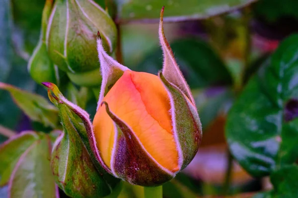 Een Prachtig Close Shot Van Een Oranje Bloeiende Roos — Stockfoto