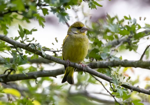 枝に落ちたヨーロッパの緑の鳥のクローズアップショット — ストック写真