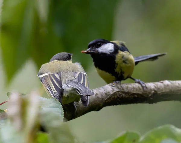 Pair Great Tit Birds Perched Wooden Branch — Fotografia de Stock