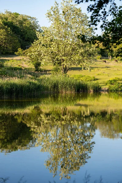Tiro Vertical Algumas Árvores Plantas Refletindo Lagoa — Fotografia de Stock