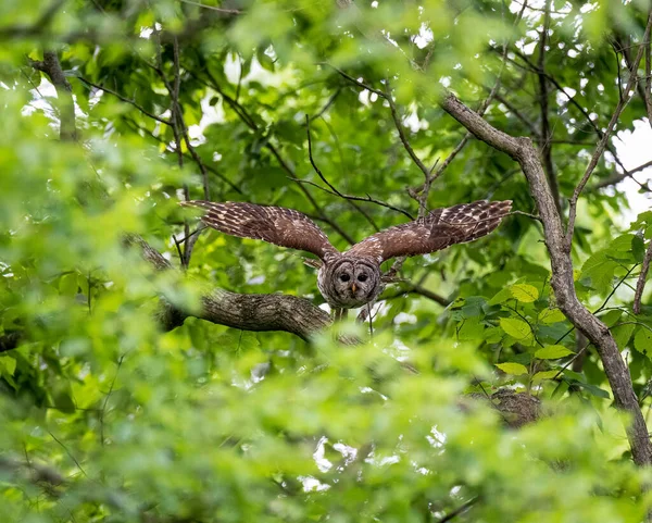 一只猫头鹰在森林中飞翔的美丽景象 — 图库照片