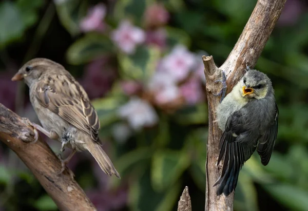 A beautiful shot of a true sparrow and a Eurasian blue tit