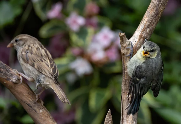 Beautiful Shot True Sparrow Eurasian Blue Tit — стоковое фото