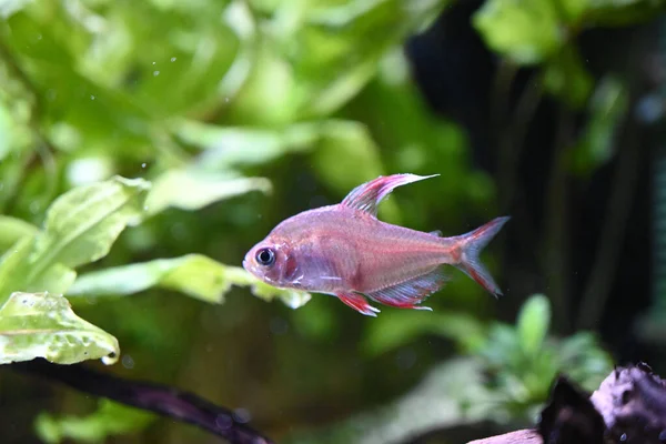 Peces Tetra Nadando Través Acuario Frente Una Planta —  Fotos de Stock