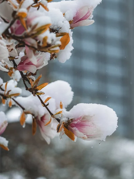 Μια Επιλεκτική Από Λουλούδια Καλυμμένα Χιόνι Μια Ανοιξιάτικη Μέρα — Φωτογραφία Αρχείου