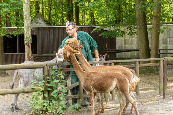 Arbetare Som Matar Alpacas Zoo — Stockfoto