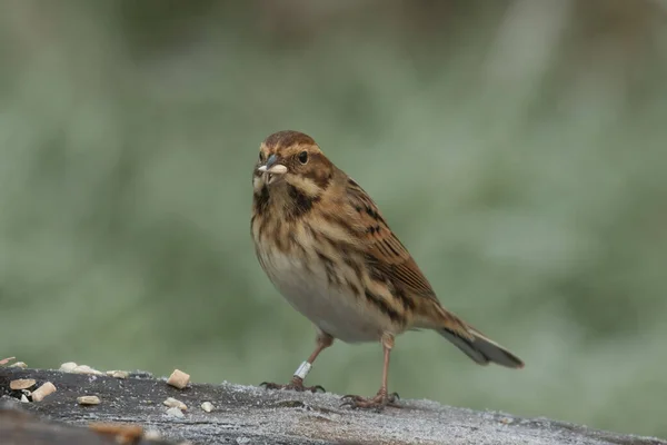 Closeup Female Reed Bunting Perched Icy Wooden Bird Feeder Blurred — Stock Photo, Image