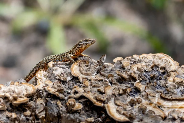 Closeup Iberian Wall Lizard Podarcis Hispanicus — Stock Photo, Image