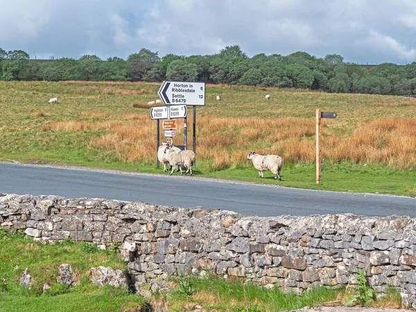 Ovejas Pasando Una Señal Tráfico Ribblesdale North Yorkshire —  Fotos de Stock