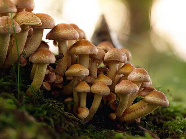 A group of Hypholoma mushrooms in autumn